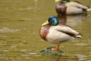 Mallard