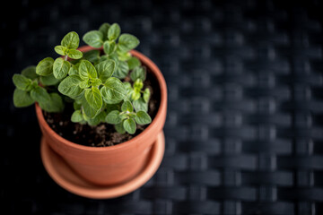 Overhead shot of Oregano herb in terracotta pot isolated on black background