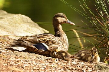 Female Mallard with ducklings