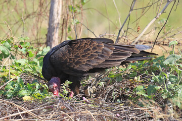 Geier in der Natur