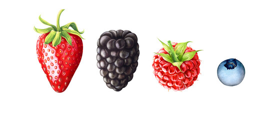 Set of berries: strawberry, blackberry, raspberry, blueberry isolated on transparent background, PNG. Hand drawn watercolor illustration.	
