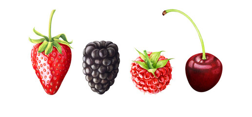 Set of berries: strawberry, blackberry, raspberry, cherry isolated on transparent background, PNG. Hand drawn watercolor illustration.	
