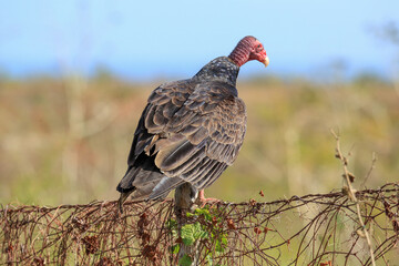 Geier in der Natur
