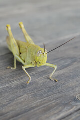 the shape of a grasshopper