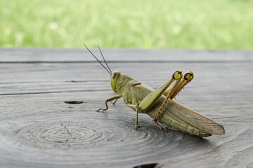 the shape of a grasshopper