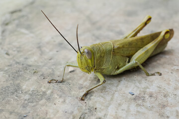 the shape of a grasshopper