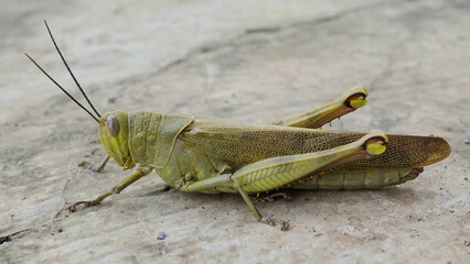 the shape of a grasshopper