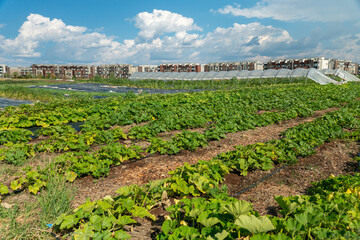 Backyard vegetable garden with organic salads and veggies. Urban farm with growing vegetables near urban buildings and cottages. Fresh food plants on soil in the downtown Toronto gardens.