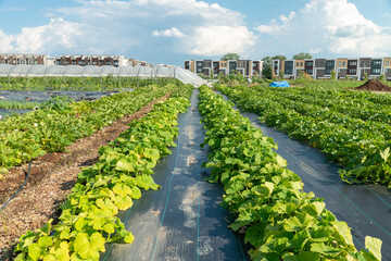 Growing vegetables in urban organic vegetable garden with the townhouses, homes and greenhouse of citizens at background. Leaves of cucumber, pumpkin and squash in small city farm, agriculture.