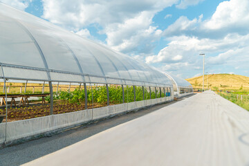 Green house nursery for plant vegetable seedlings. City small urbanized farm for growing organic...