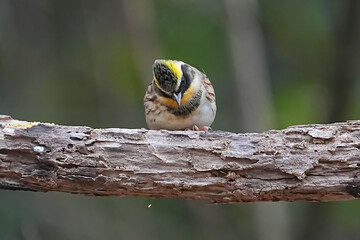 ミヤマホオジロ