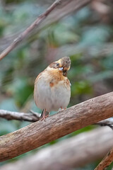 ミヤマホオジロ