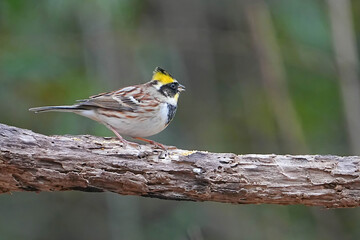 ミヤマホオジロ