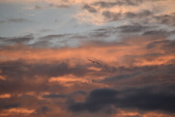 Seagull in flight at sunset 