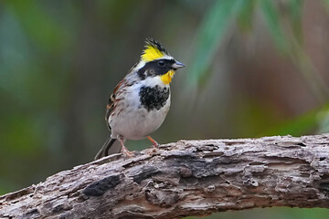 ミヤマホオジロ