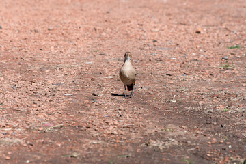 Brown Thrush walking on a reddish ground