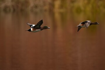 American Wigeon pair in flight