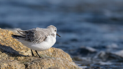 세가락도요, Sanderling, 한국, Korea, 동해, East Sea