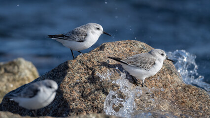 세가락도요, Sanderling, 한국, Korea, 동해, East Sea