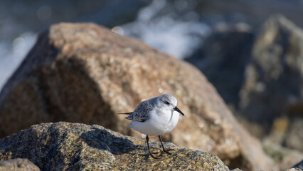 세가락도요, Sanderling, 한국, Korea, 동해, East Sea