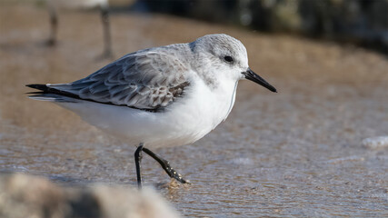 세가락도요, Sanderling, 한국, Korea, 동해, East Sea
