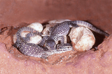 Hatching Australian Yellow Spotted  Monitors