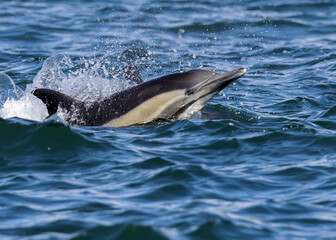 Fototapeta premium Common Dolphin