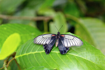 Southeast Asian Great Mormon butterfly posing with open wings on green plant closeup.