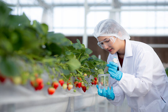 Young asian woman check water quality for cultivation strawberry with happiness for research in farm greenhouse laboratory, female examining strawberry with agriculture, small business concept.
