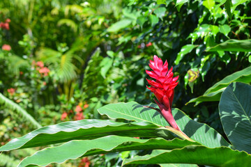 Beautiful Alpinia purpurata, red ginger, ostrich plume, pink cone ginger. Bright tropical flower. Space for copy.  - obrazy, fototapety, plakaty