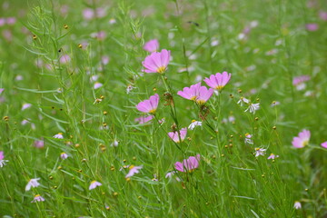 Field of pink flowers 