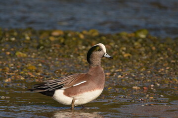 American Wigeon