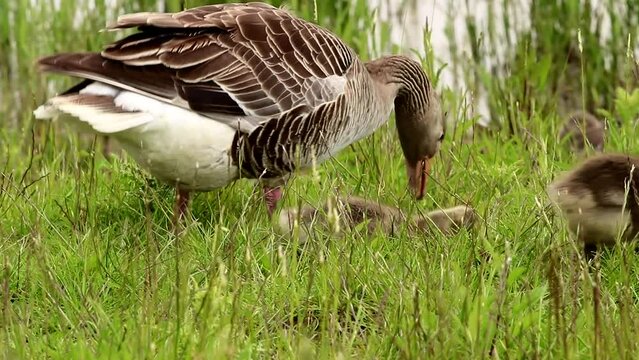 Greylag goose and cute baby gosling chicks feeding in the grass