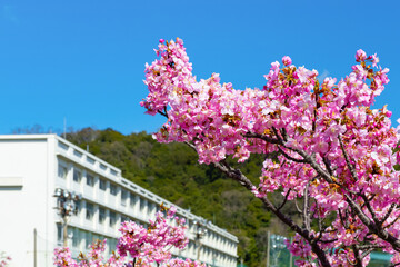 河津桜と学校の校舎