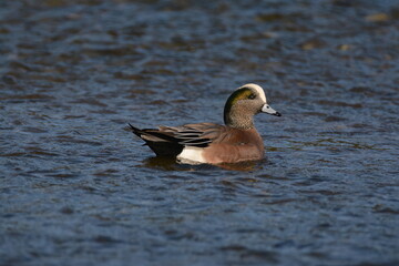 American Wigeon