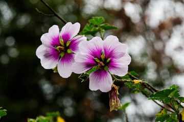 Tight Shot Of Two White And Purple Flowers Blurred Background