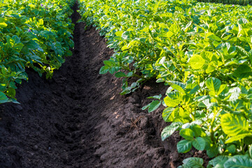 campo de plantas de papa verdes, con tierra fertin negra 