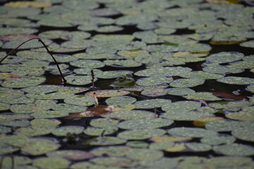 Raindrops on lilypads 