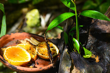 Caligo atreus, the yellow-edged giant owl butterflies feeding on rotten oranges and bananas. Side view. Space for copy.	