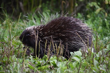 Porcupine 