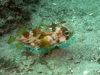 Balloonfish © Neil