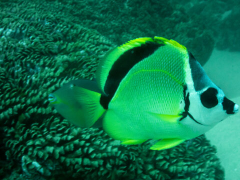 Barberfish