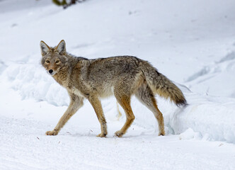 Coyotes of Yellowstone Nationa Park