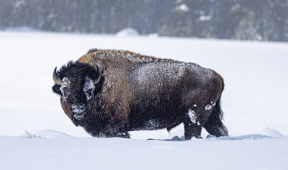 Winter at Yellowstone National Par Wyoming and Montana - obrazy, fototapety, plakaty