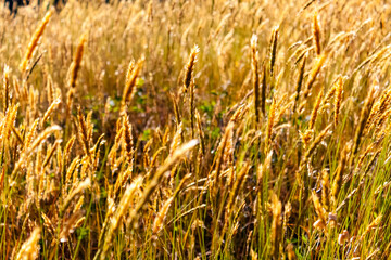 Fototapeta premium Golden wheat field