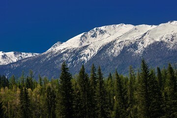 There is a beautiful birch forest near Kanas Lake