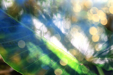 Obraz premium sun green glare ray , abstract background spring, lens flare