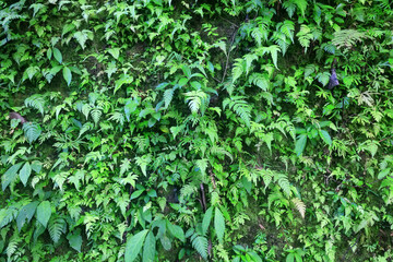 tropical greenery leaves abstract background jungle nature rainforest