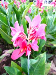 Close up Red Pink Flower with blur background