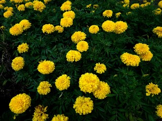 Close up Yellow Flower with blur background
